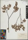 Foto von Salix lapponum L. x Salix myrtilloides L.